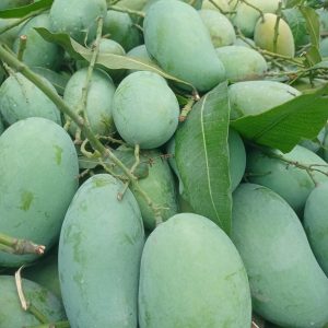 আম রুপালী 10kg