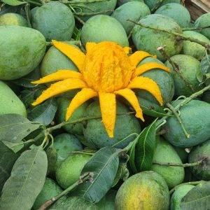 হিমসাগর আম 12kg