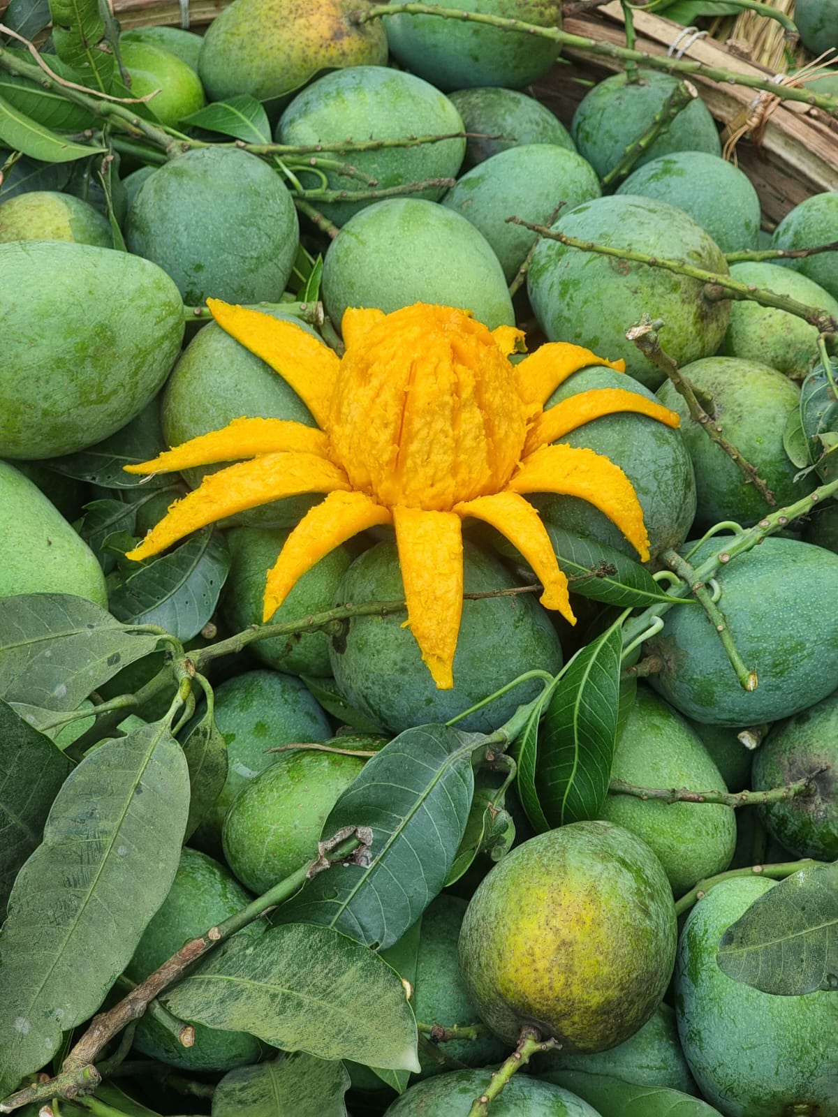 WhatsApp Image 2025-06-19 at 11.29.54 PM