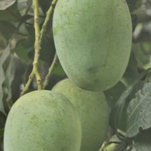 ল্যাংড়া আম 12kg