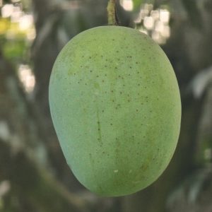 ল্যাংড়া আম 10kg